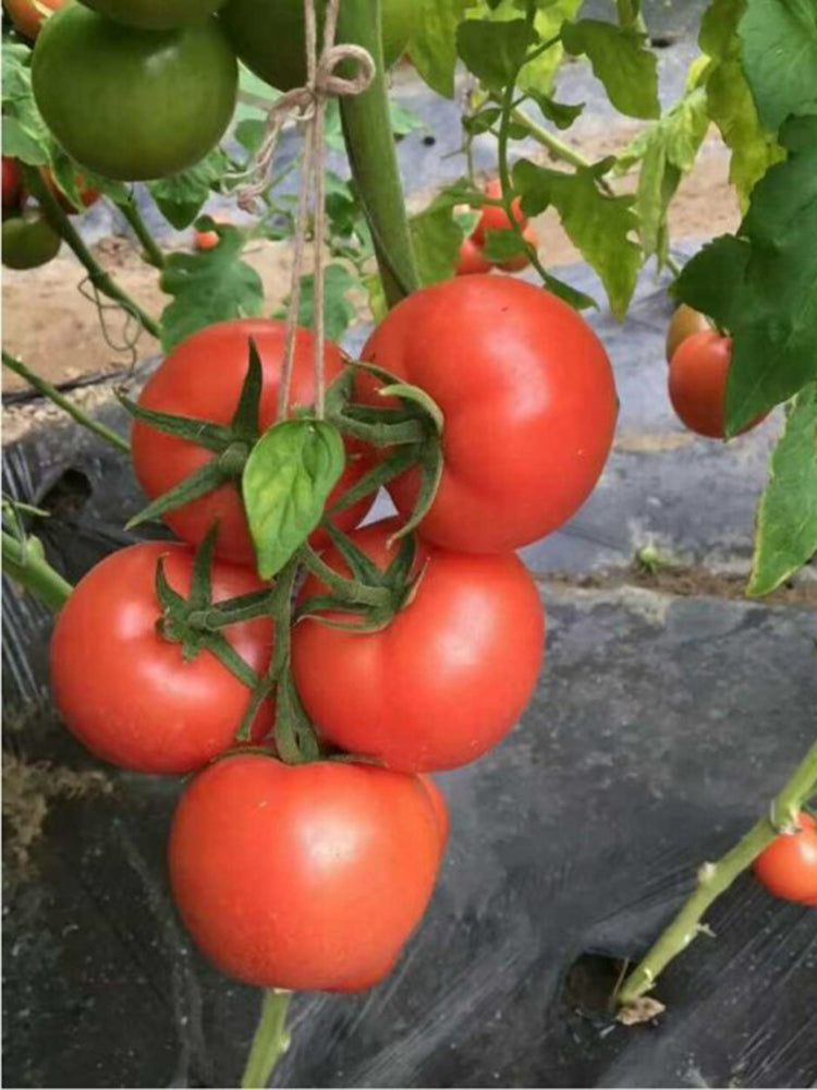 Pink Emperor Tomato