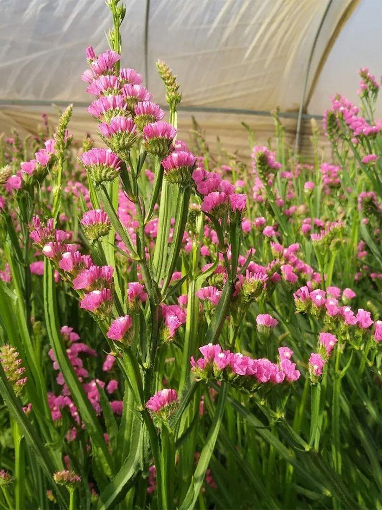 Purple-red Wavyleaf Sea Lavender (Limonium sinuatum)
