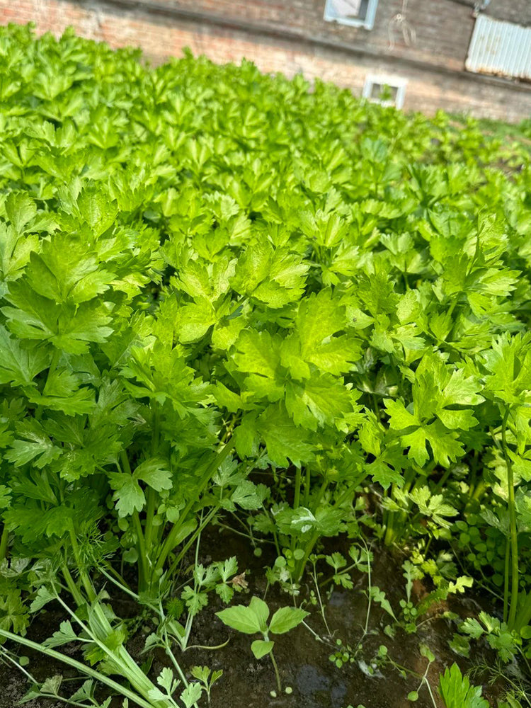 Four Seasons Fragrant Celery