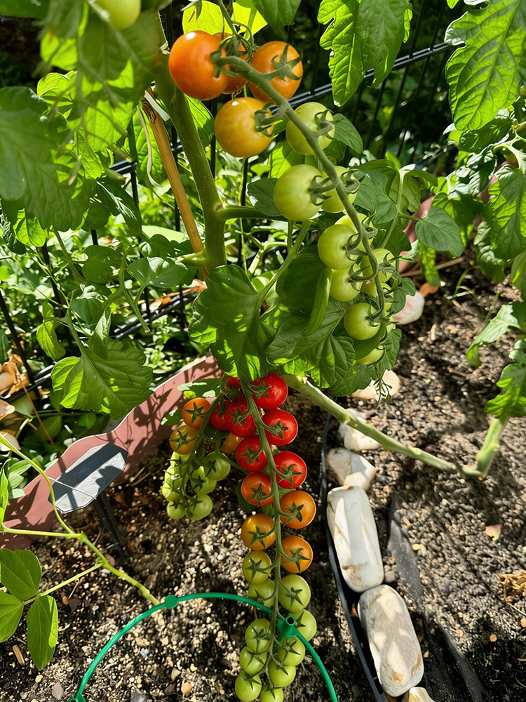 Pearl Falls Tomato