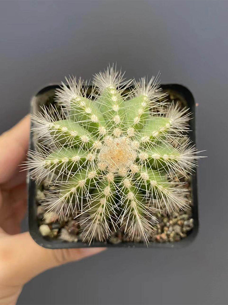 Parodia magnifica