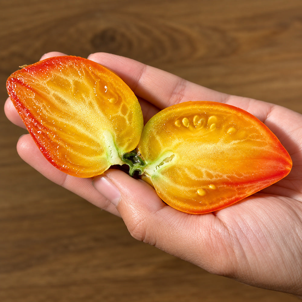 458 Marina's Praise Tomato