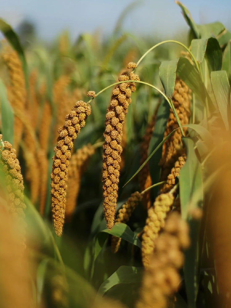 Red Foxtail Millet