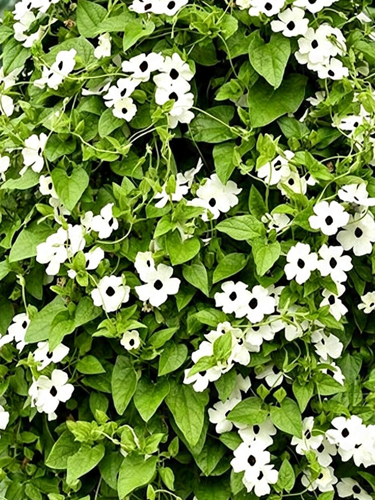 White Sunrise Black Eyed Susan Vine