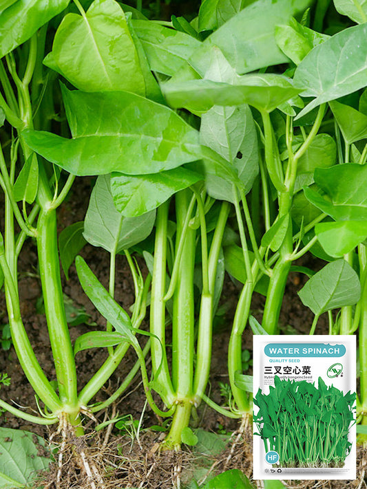 Three-Forked Water Spinach