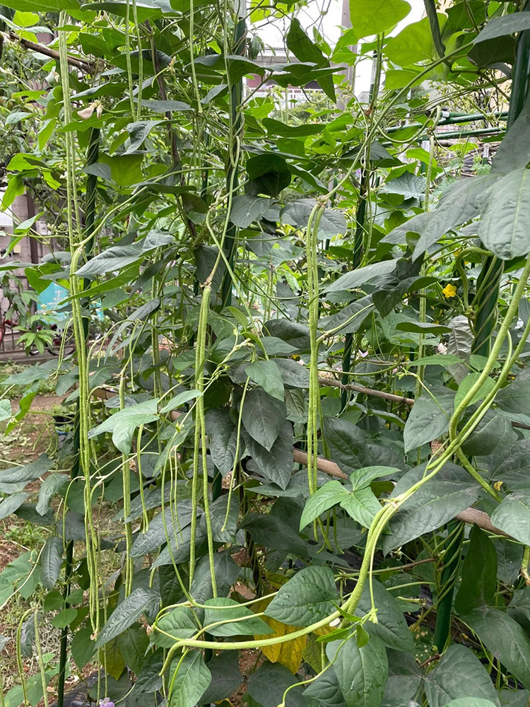 Fengchan 168 Yardlong Bean