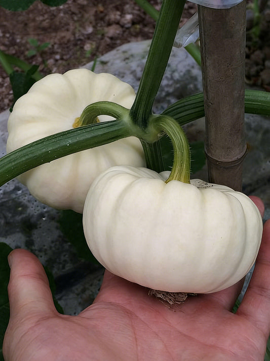 Specialty Mini White Beibei Squash