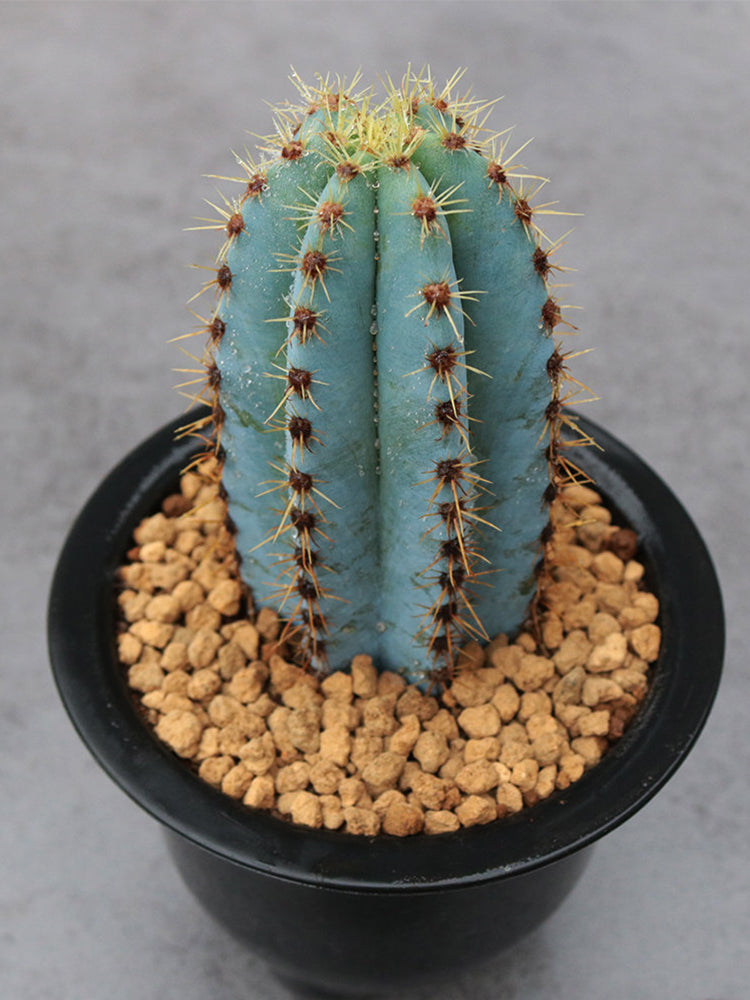 Pilosocereus pachycladus