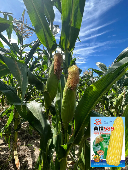 Huangnuo 589 Waxy Corn