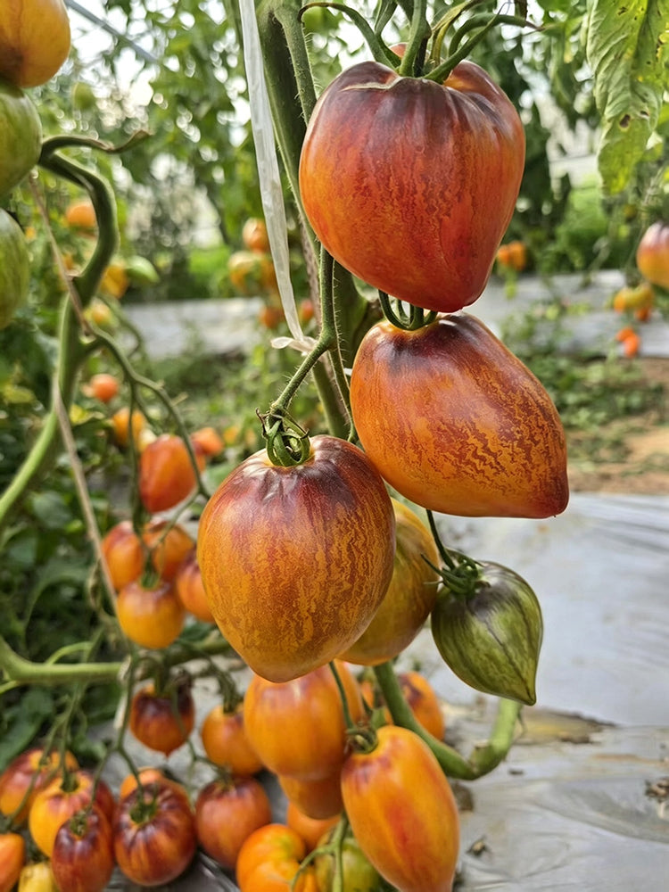 826 Fiery Red Comet Tomato