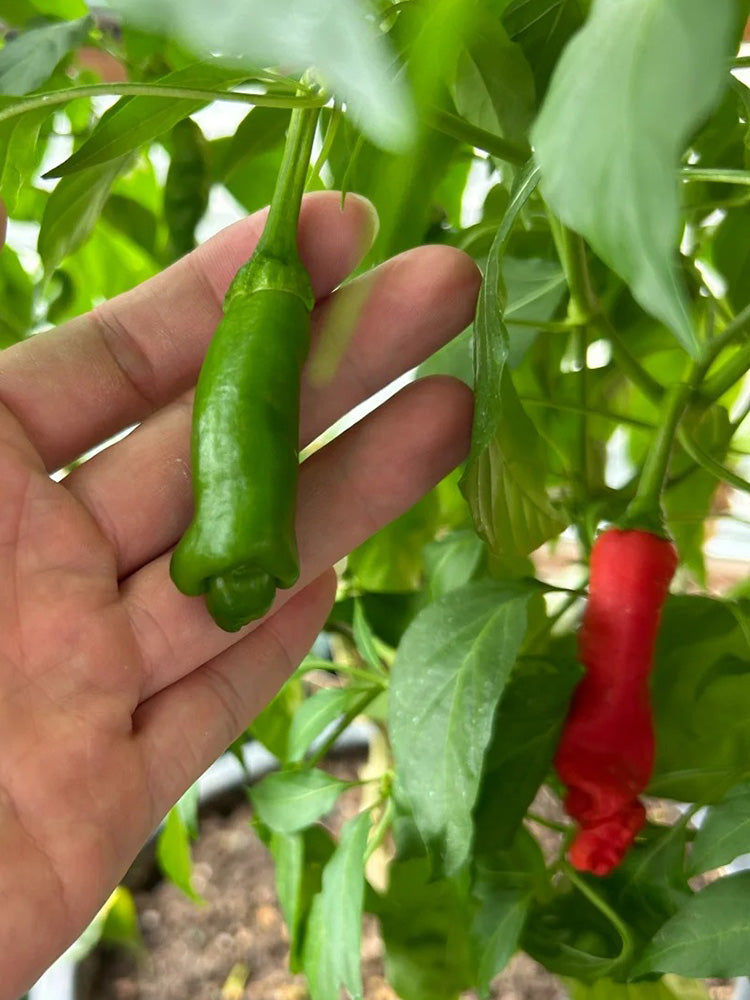 Red Peter Pepper