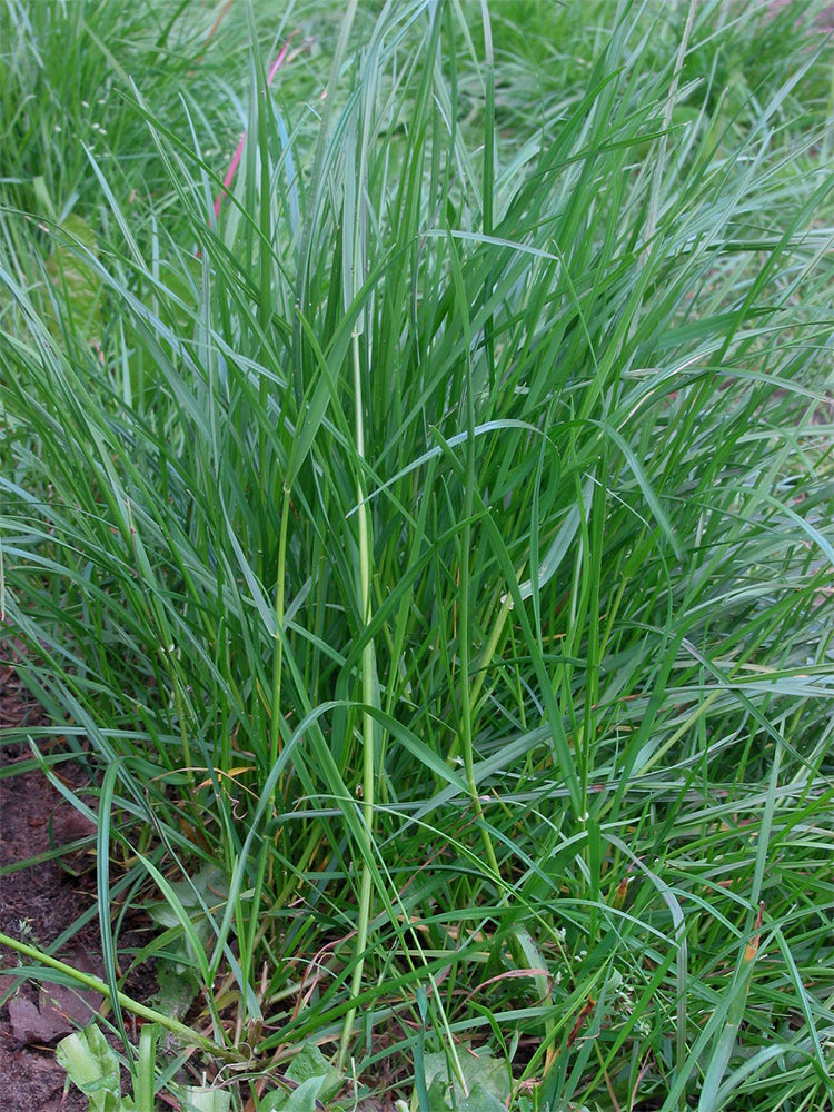 Fairy Green Perennial Ryegrass