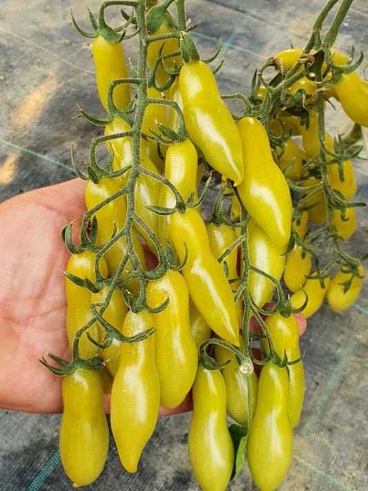 'Dancing Fingers' Tomatoes