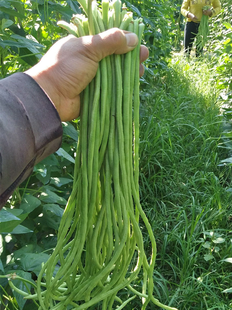 Small-Leaf High-Yield No.4 Long Bean