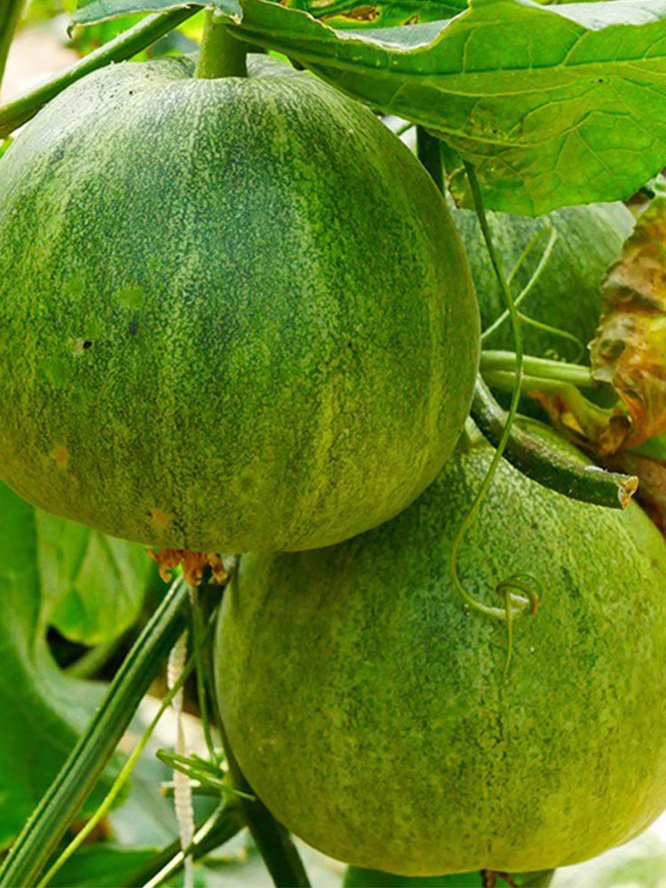 Huajun Emerald Sweet Melon