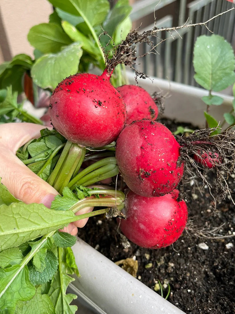 Meiying Cherry Radish