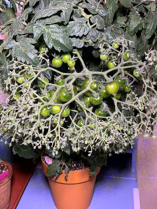 'Mini Shadow Stripe' Tomato