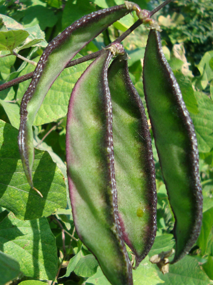 Purple-edged Hyacinth Beans