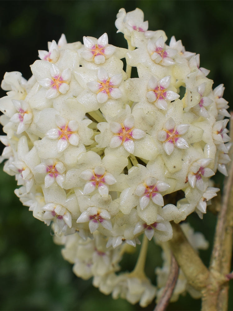 Whorled Wax Plant Stem Cuttings