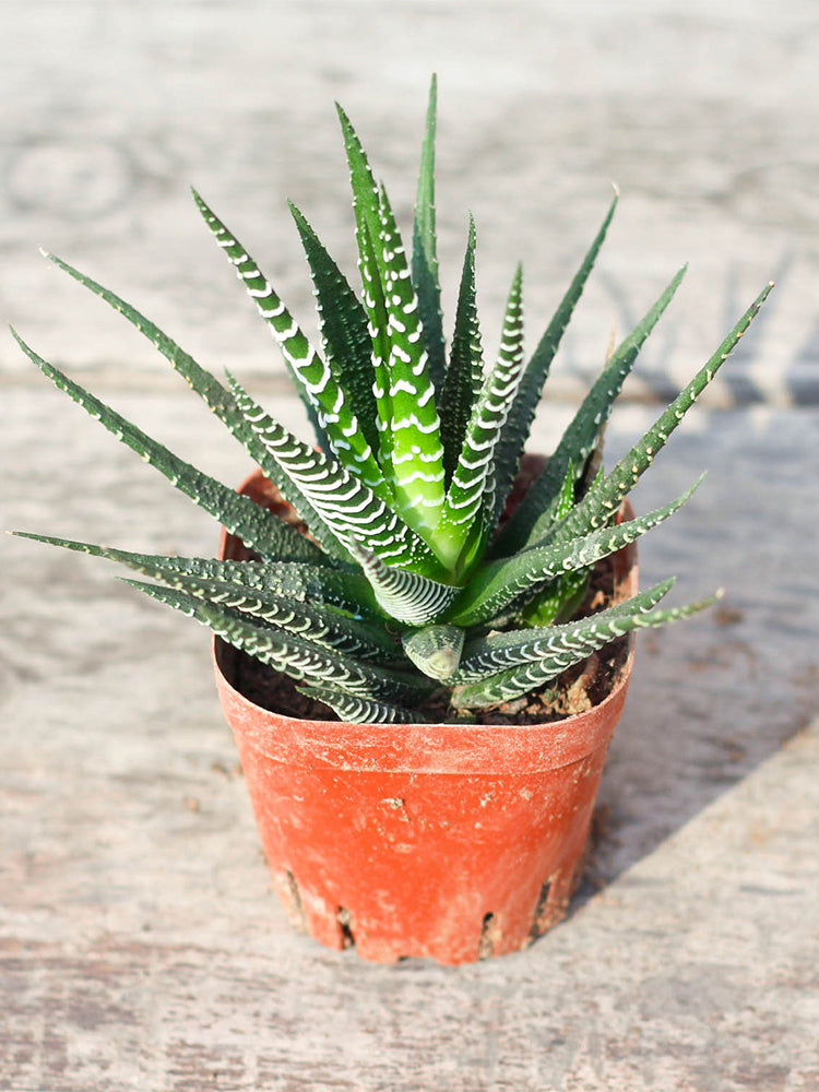 Haworthiopsis fasciata