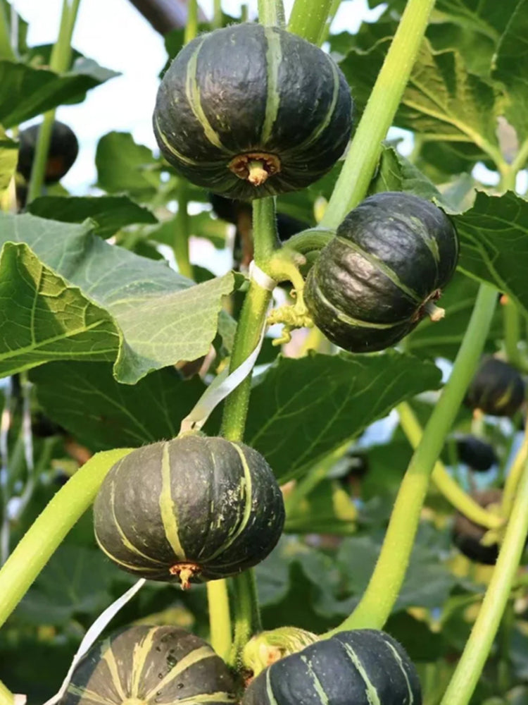 Green Baby Mini Pumpkin