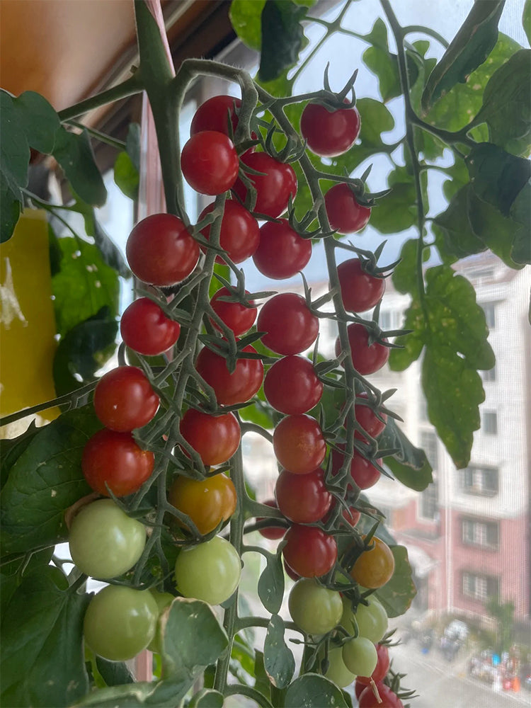 Sweet Aperitif Tomato
