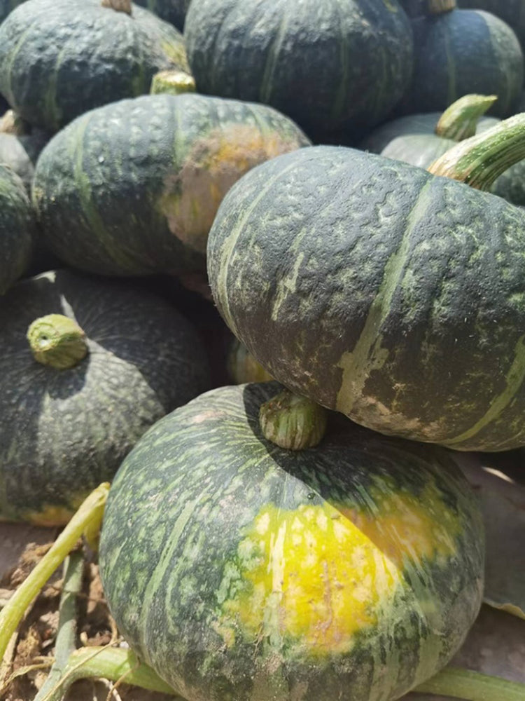'Yi Nong Jin Li' Pumpkin