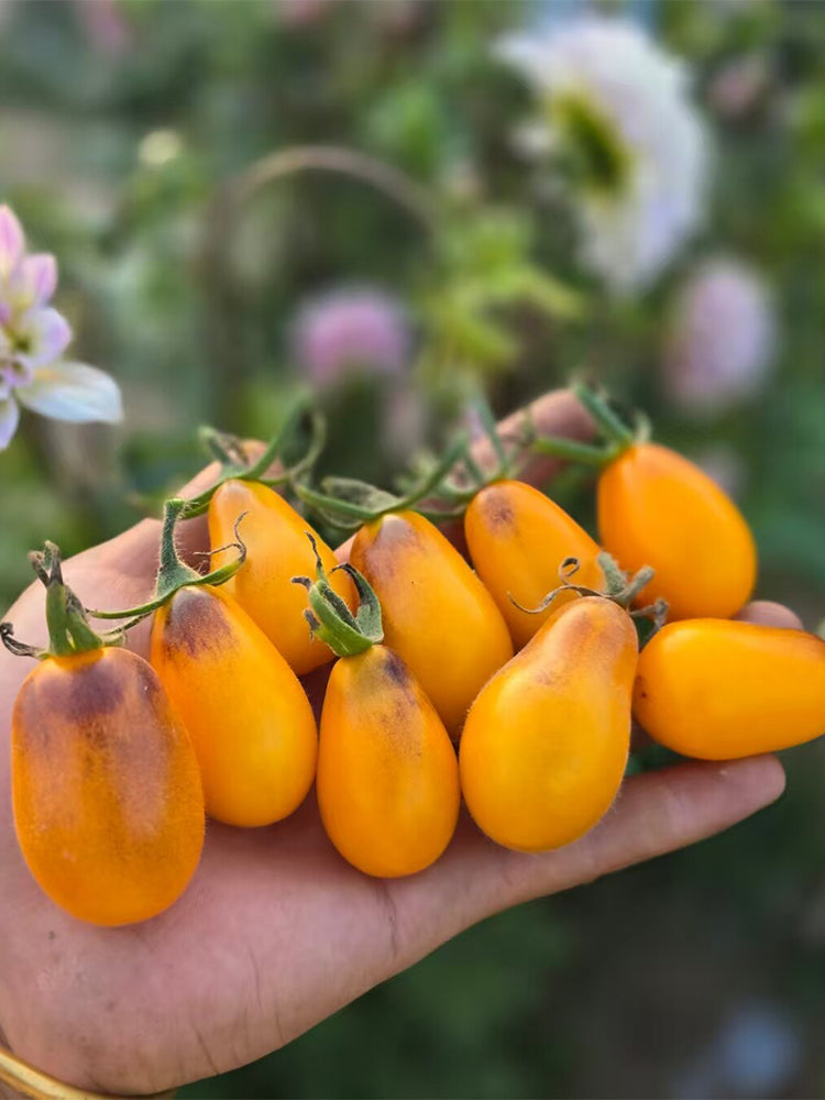 916 Blue Star Tears Tomato