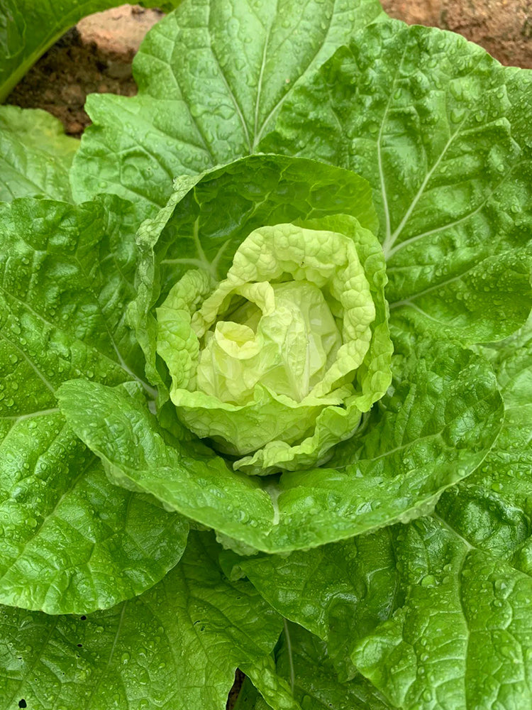 Jiajiale Heading Cabbage