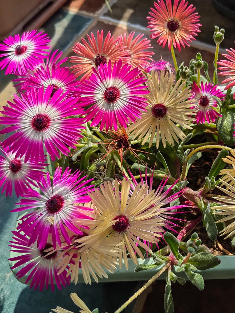 Summer Color Mix Lampranthus
