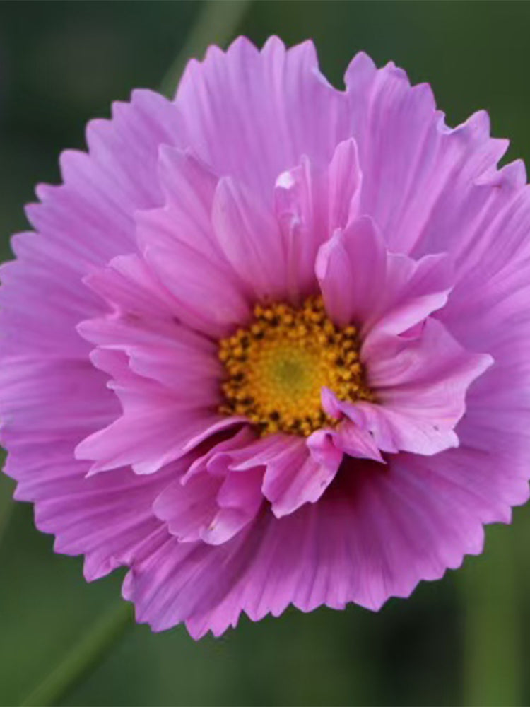 Pink Double Petal Cupcake Cosmos