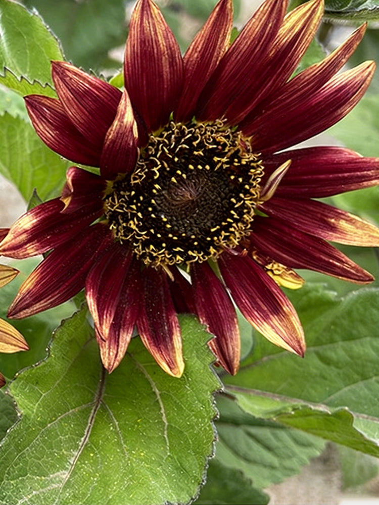 HEL27 Cherry Red Sunflower