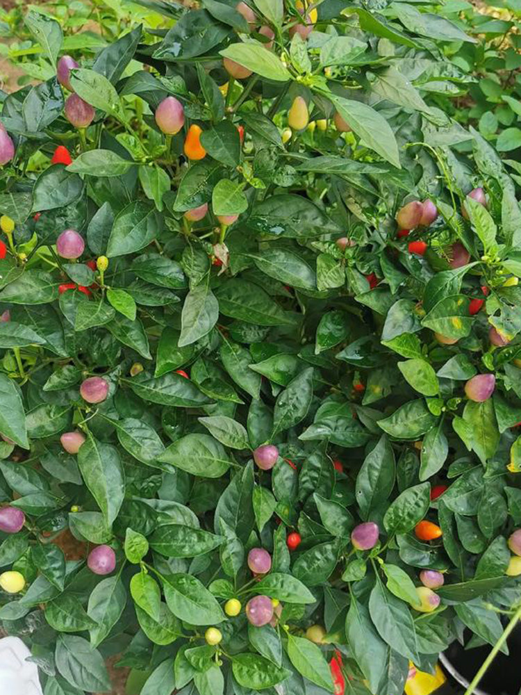 Colorful Bullet Pepper