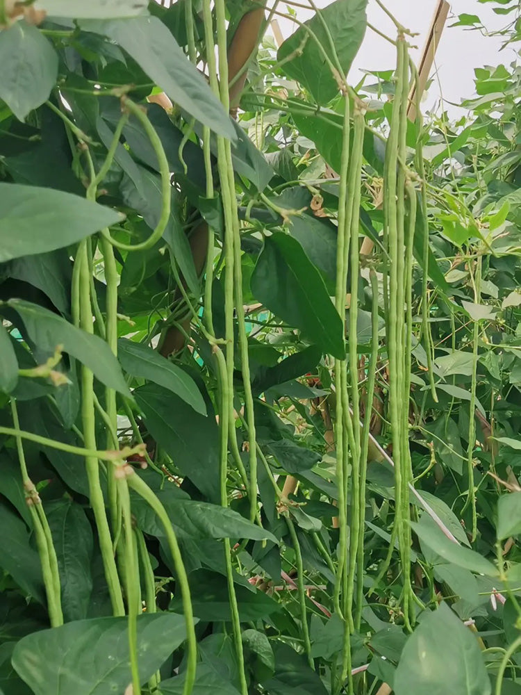 Green General Yardlong Bean