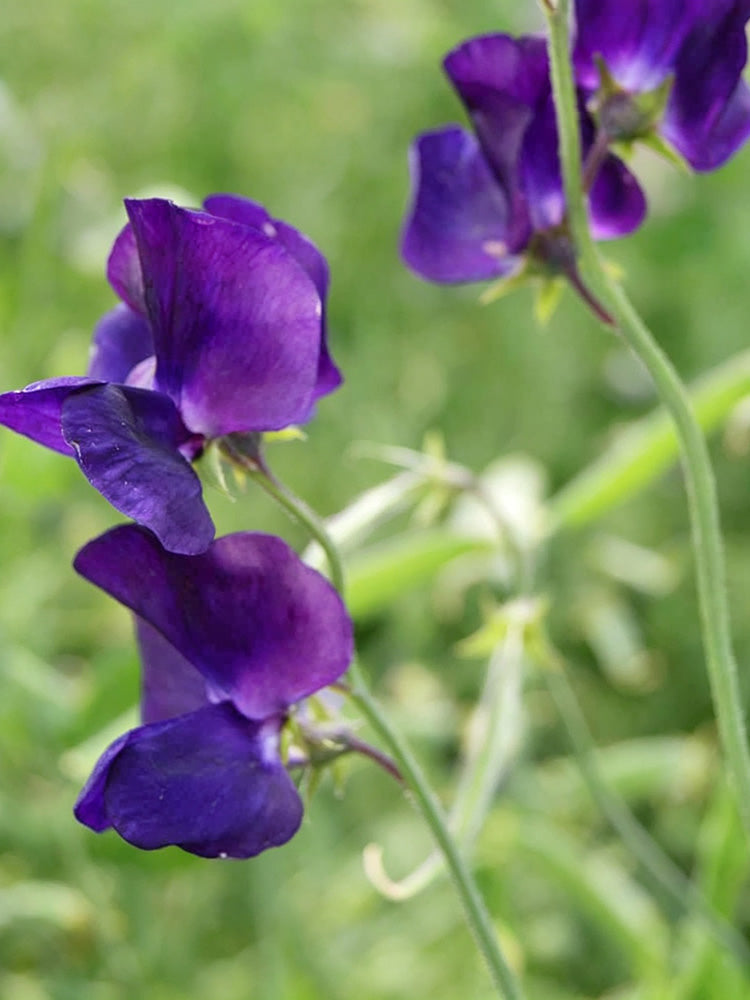 Royal Navy Blue Sweet Pea