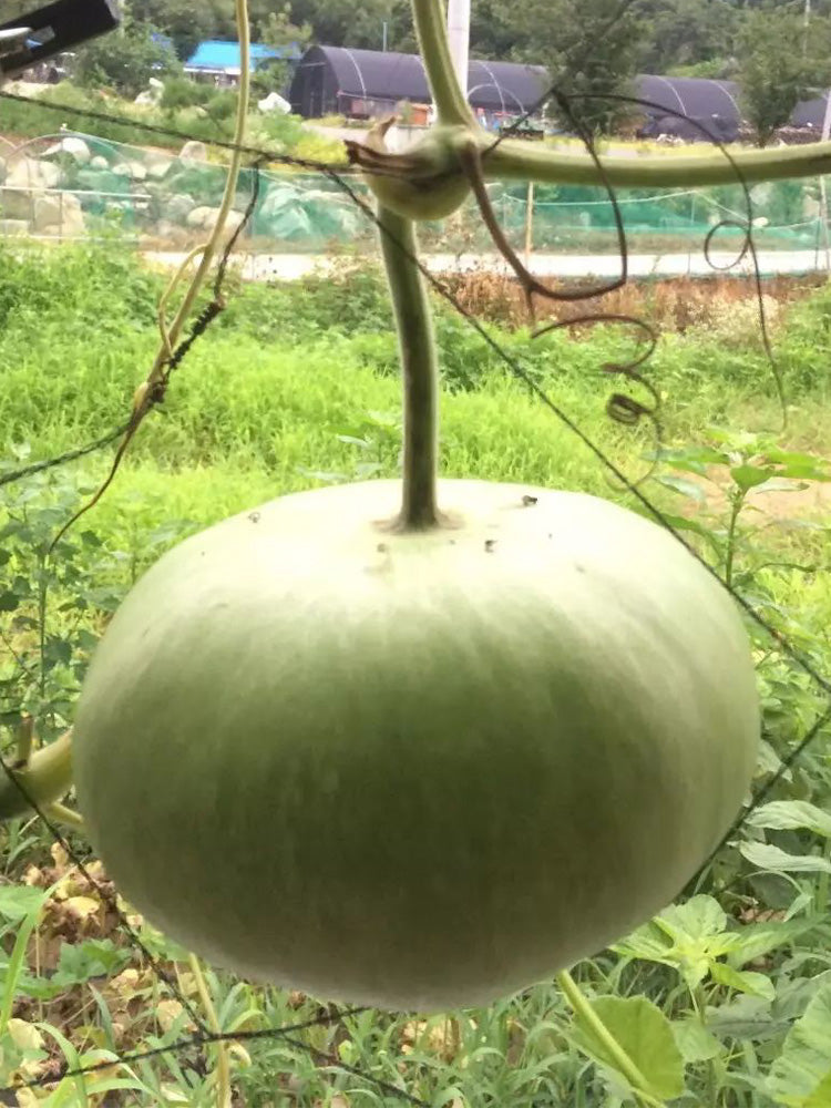 Millstone Bottle Gourd