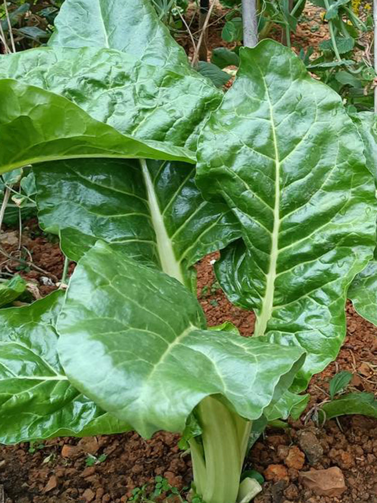 White-stemmed Leaf Beet