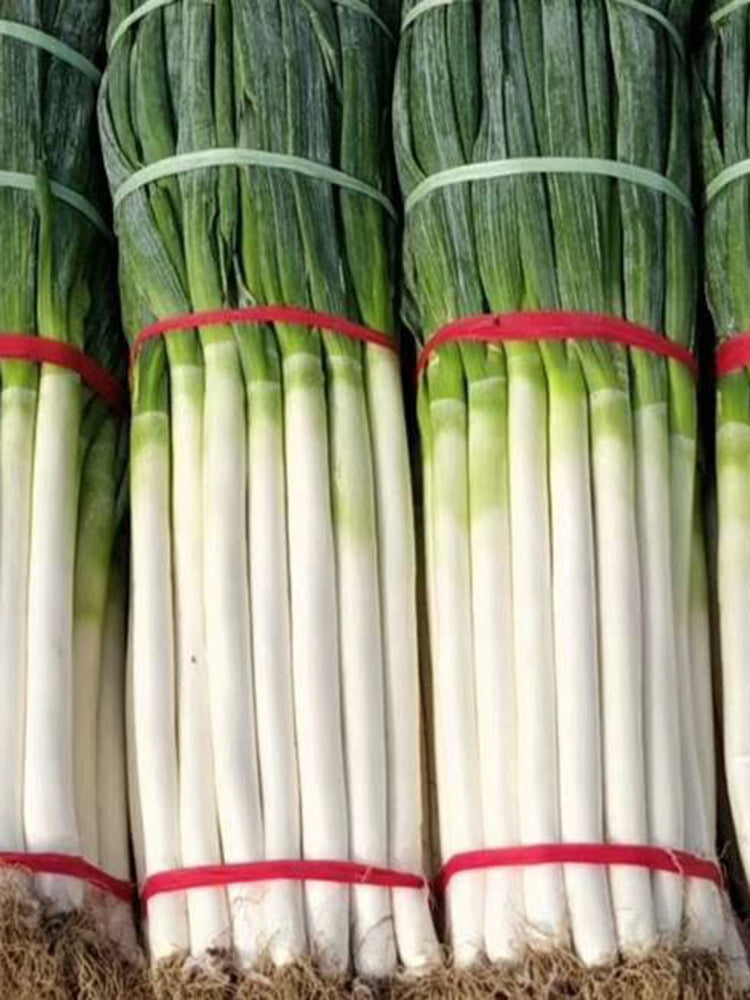 Zhangqiu Green Onion