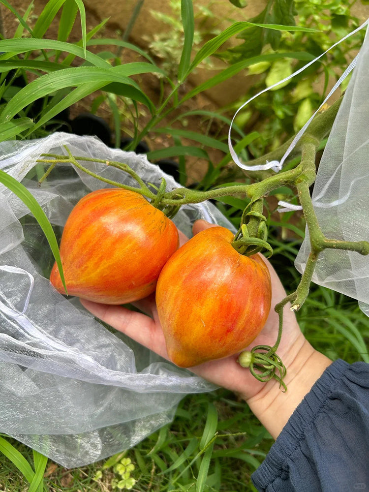 'Eden's Garden No. 6' Tomato