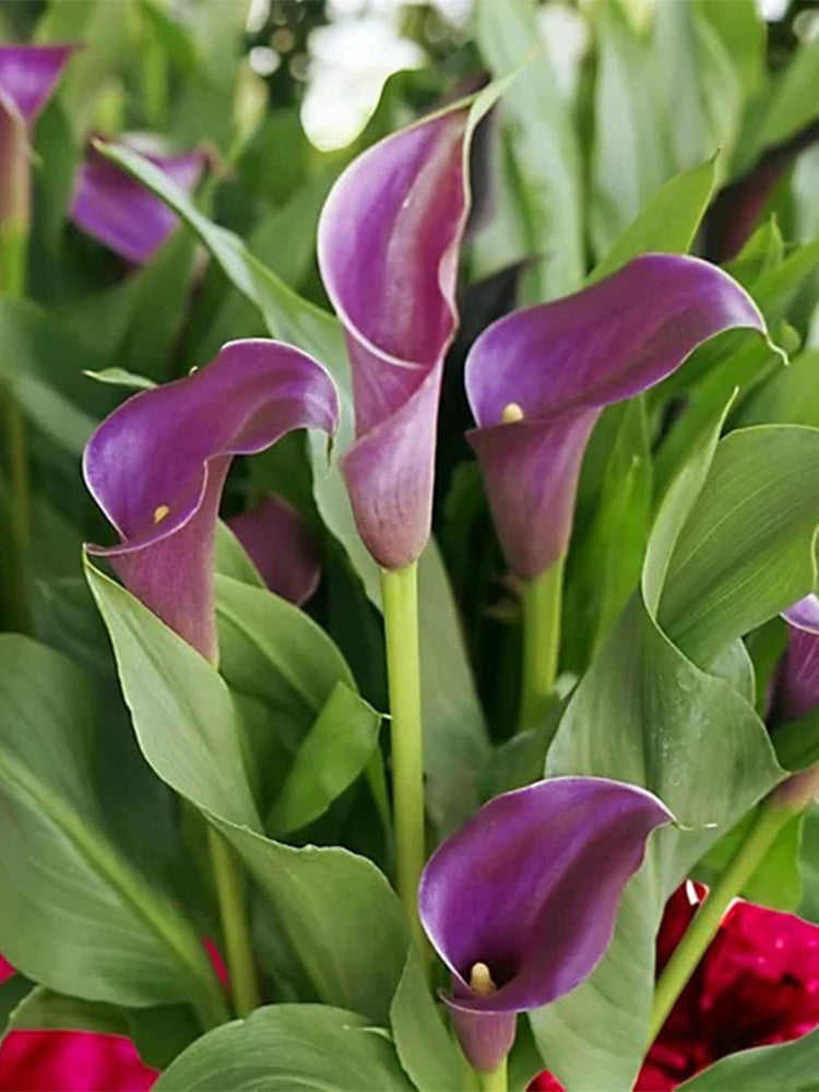 'Paco' Calla Lily