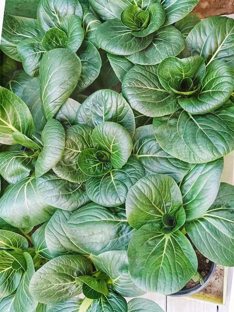 'Suzhou Green' Black-leaf Dwarf Bok Choy