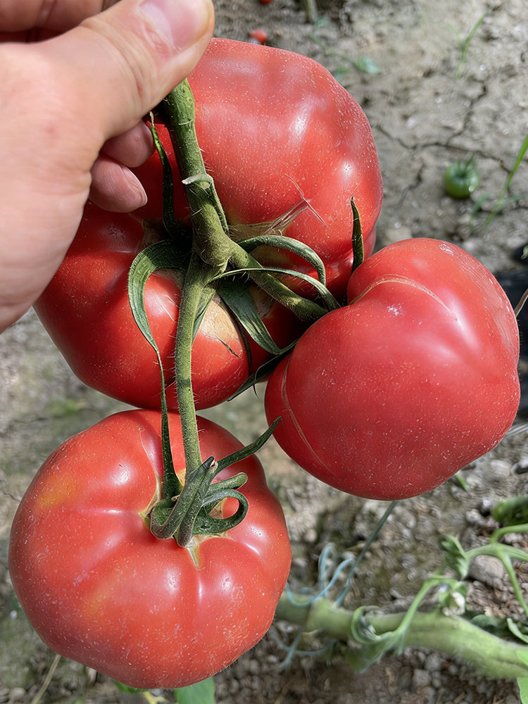 Giant Steak Tomato