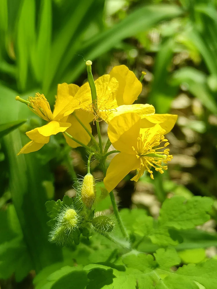 Greater Celandine