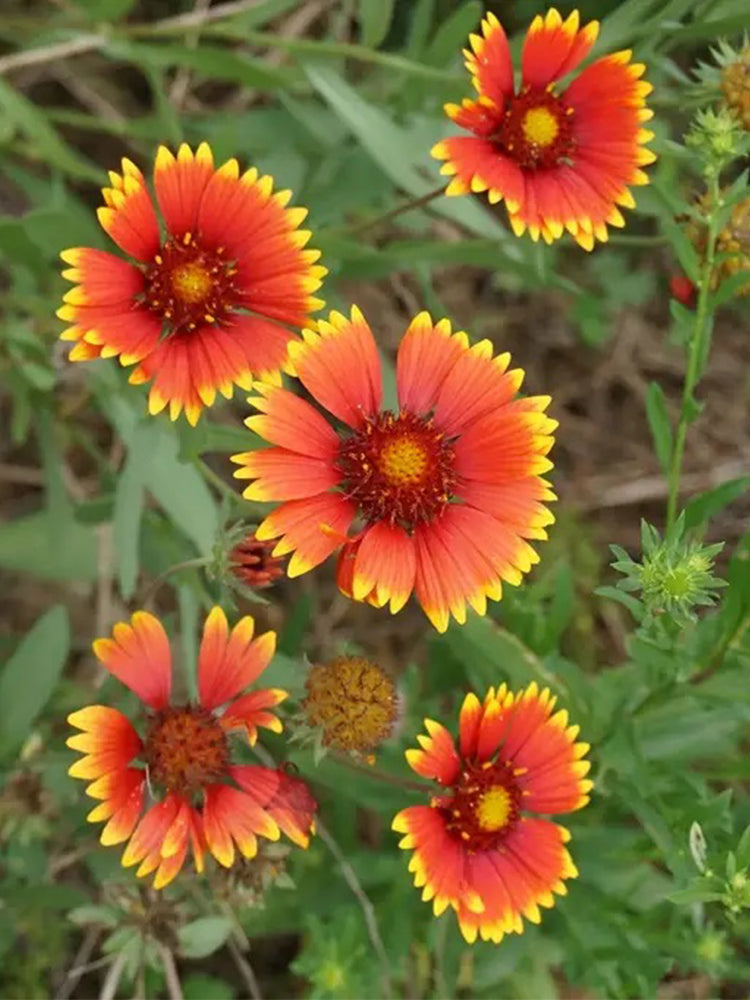 Perennial Gaillardia