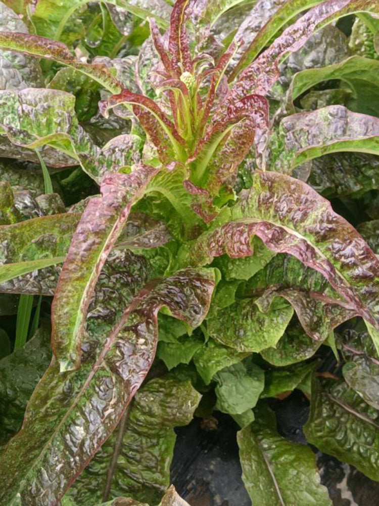 Dawn Red Lettuce