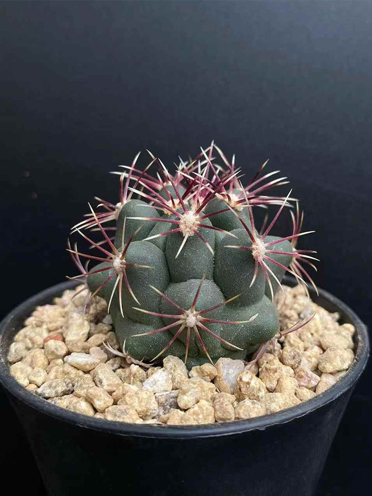 Thelocactus bicolor