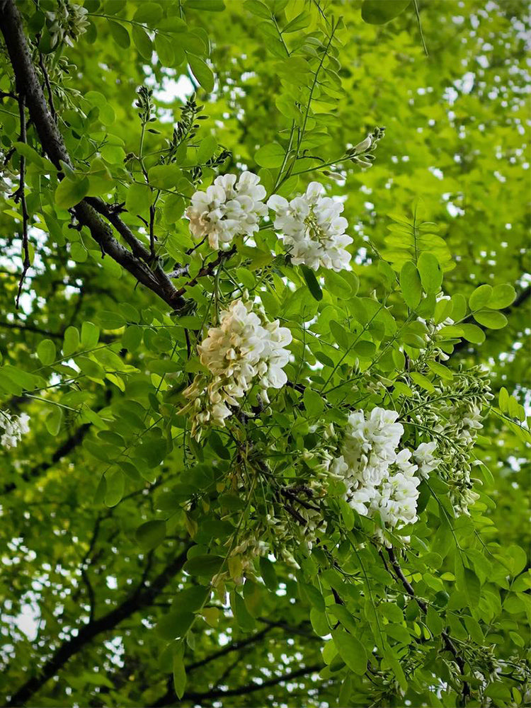 Black Locust