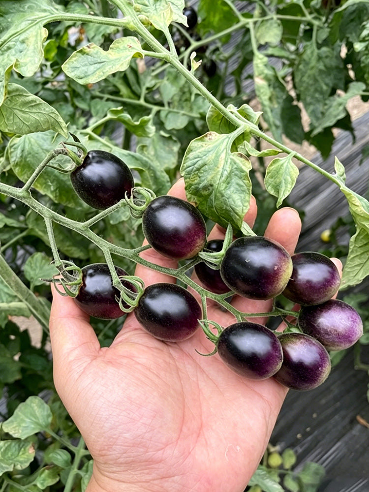 Black Jade Cherry Tomato