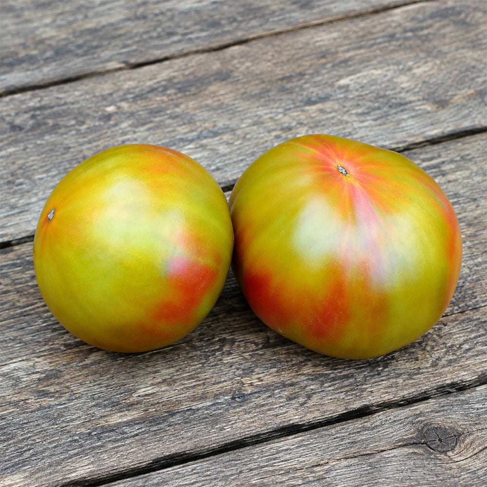 168 Kozula 72 Tomato
