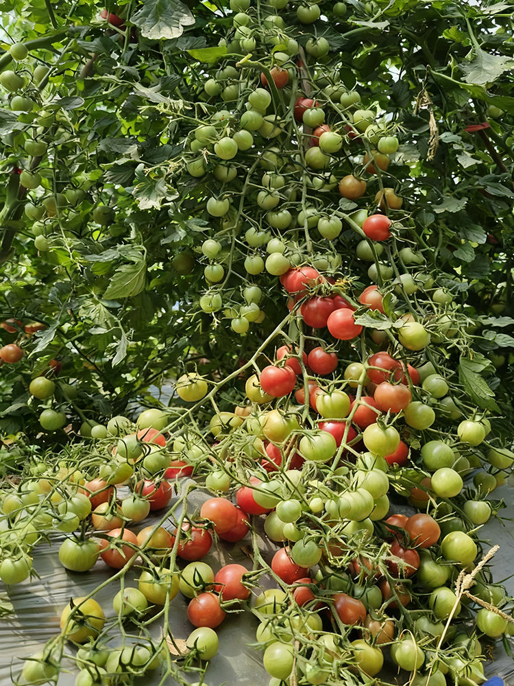 'Eden No. 2' Tomato